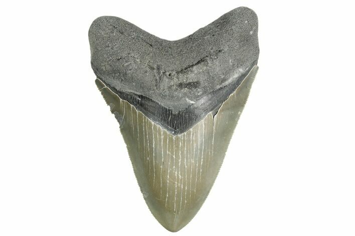 Sharply Serrated, Fossil Megalodon Tooth - North Carolina #355706